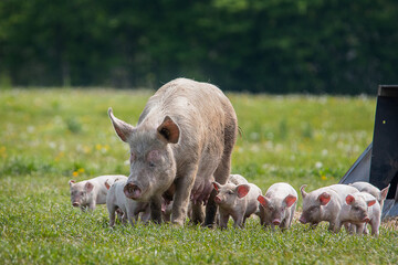 Danish sweet organic pigs and piglets playing and eating in their freedom in nature. © bettysphotos