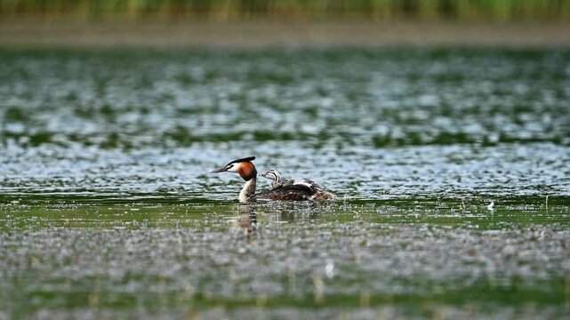 Great Crested Grebe With Chick Riding On Back In The Lake