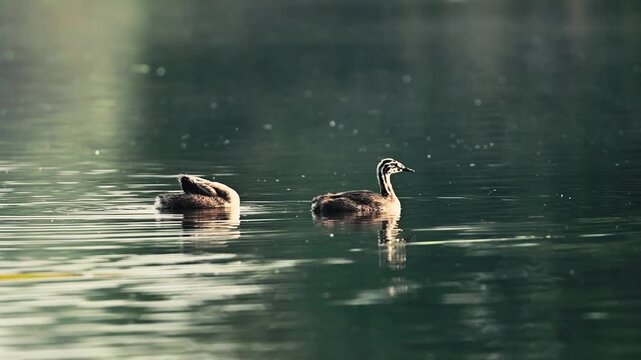 Two Young Grebes Growing And Swimming On The Lake