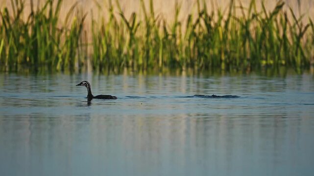Chomga And Chick Swim On The Lake