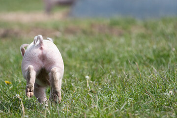 Danish sweet organic pigs and piglets playing and eating in their freedom in nature. © bettysphotos