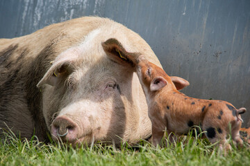 Danish sweet organic pigs and piglets playing and eating in their freedom in nature. © bettysphotos