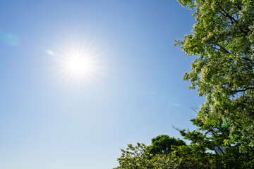 Fototapeta premium Bright Sun Star with White Blossom Tree and Green Foliage in Clear Blue Sky