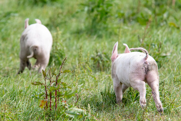 Danish sweet organic pigs and piglets playing and eating in their freedom in nature. © bettysphotos