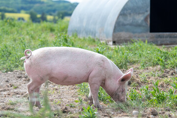 Danish sweet organic pigs and piglets playing and eating in their freedom in nature. © bettysphotos