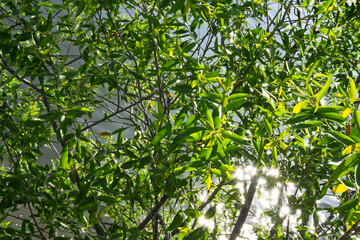 Naklejka premium Lush Green Willow Leaves Backlit by Sunlight Over River Water in Late Spring