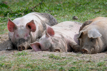 Danish sweet organic pigs and piglets playing and eating in their freedom in nature. © bettysphotos