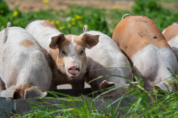 Danish sweet organic pigs and piglets playing and eating in their freedom in nature. © bettysphotos