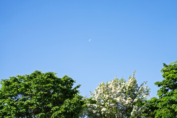 Fototapeta premium White Blossom Tree and Green Foliage with Crescent Moon in Clear Blue Spring Sky