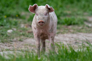 Danish sweet organic pigs and piglets playing and eating in their freedom in nature. © bettysphotos