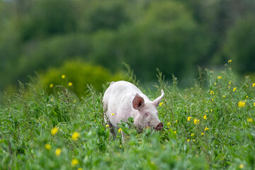 Danish sweet organic pigs and piglets playing and eating in their freedom in nature. © bettysphotos