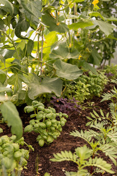 Plants de basilic et de concombre dans une serre de jardin, plantation en terre sous abri, passe-temps et jardinage