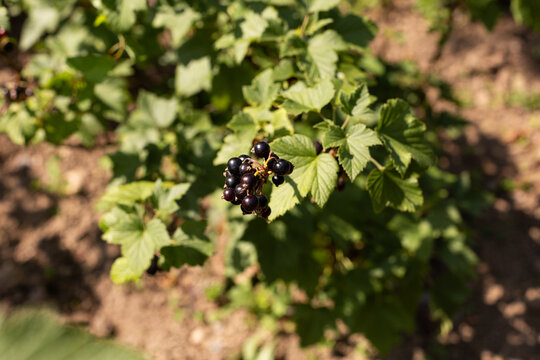 Arbuste de cassis avec des fruits en gros plan dans un jardin, baies noires en grappe, vue en plong&eacute;e