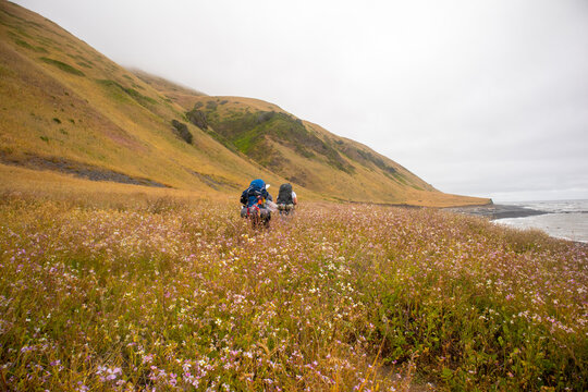 View of hikers with backpacks walking through a field of wildflowers along the Lost Coast with steep hills and the ocean in Humboldt County, California, United States.
