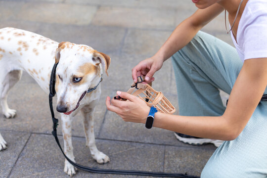 Person preparing a dog muzzle for safety training