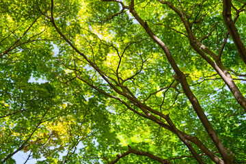 Fototapeta premium Fresh Green Maple Leaves Canopy Looking Up Through Branches with Sunlight in Spring
