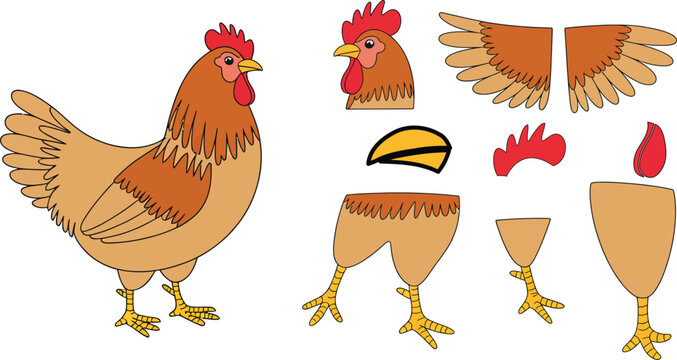 Chicken parts for character assembly, farm bird illustration.