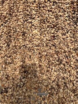 Kopi Luwak Coffee Beans - Civet Coffee Excreted Beans Air Drying Process - Traditional Indonesian Luxury Coffee Production