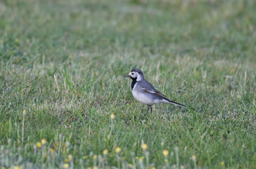 Pliszka siwa (Motacilla alba) na zielonej łące z żółtymi kwiatami. Mały ptak śpiewający, naturalne środowisko. © Joanna