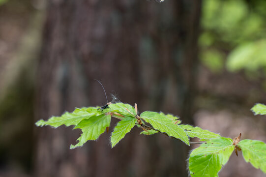 A flying insect on a green leaf