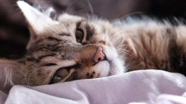 Portrait of well-fed tabby kitten, lounging. Soft morning light, enjoying sun beam. Relaxing  and ready to nap. Calmness, tranquil ambiance