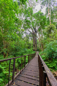 800 year old Woodville Big Tree, Outeniqua forest, South Africa