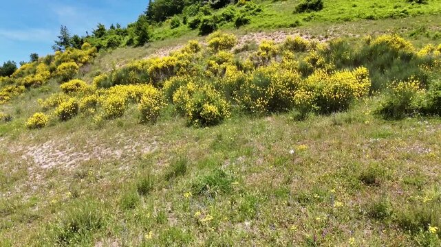 Pendio erboso con fioriture gialle distribuite sul versante, immerso in un paesaggio naturale luminoso