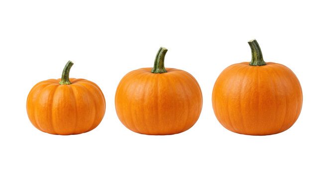 Three different sized fresh orange pumpkins in a row