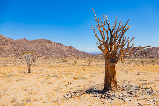 Quiver Tree in the Richtersveld National Park, South Africa