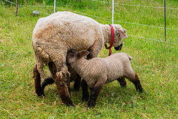Lamb nursing from its mother sheep in a green pasture   Owca karmiąca jagnię na zielonym pastwisku © Adrian White