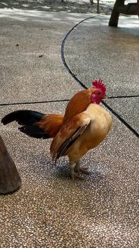 side portrait serama chicken standing in nature and slowly start preening its neck, rooster with vibrant feather colors, the majestic rooster in aviary