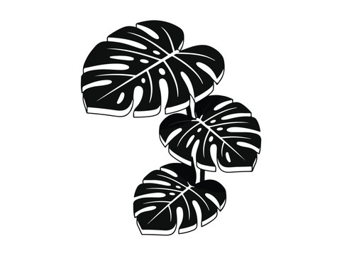 Monstera Deliciosa Leaves Illustration.