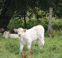 calf in the meadow © Claire