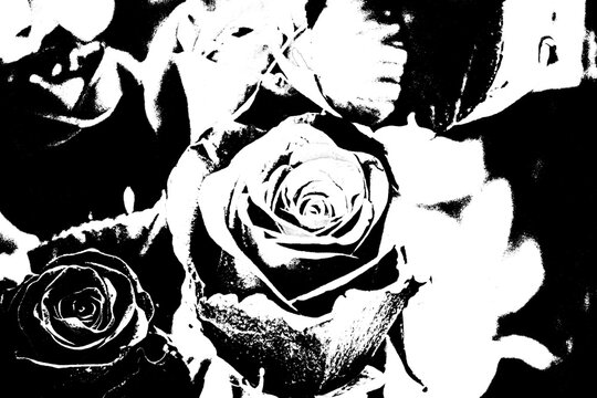 Schwarze Rosen im harten Kontrast &ndash; Abstrakte Schwarz-Wei&szlig;-Grafik einer Bl&uuml;te
