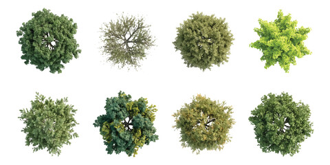 Top view set of various green trees and plants for architectural site plans and landscape design © md