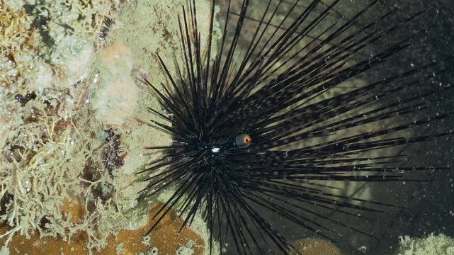 Detailed View of Tropical Sea Urchin Feeding on Coral Reef Surface