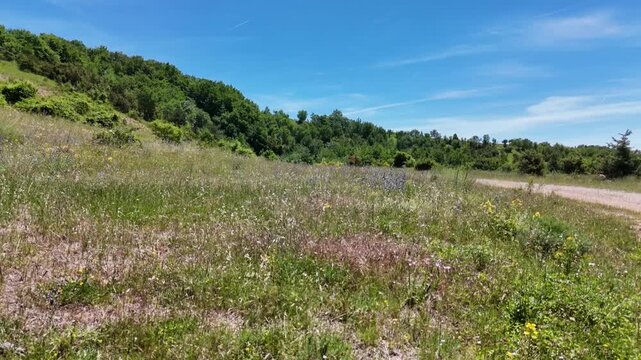 Prato naturale con fiori selvatici e vegetazione verde, affiancato da un sentiero sterrato che conduce verso montagne alberate