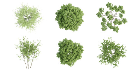 Obraz premium Set of six different green trees and shrubs seen from above for architectural landscape design