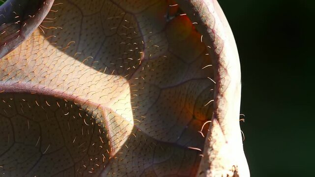 Close-Up Of An Elephant Ear Edge Moving In A Breeze, Showcasing Intricate Textures And Natural Colors Against A Soft Blurred Background