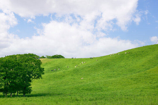 夏の北海道の広大な丘に広がる牛の放牧風景と青空　Dairy cows grazing on vast green hills under a blue sky in Hokkaido, Japan