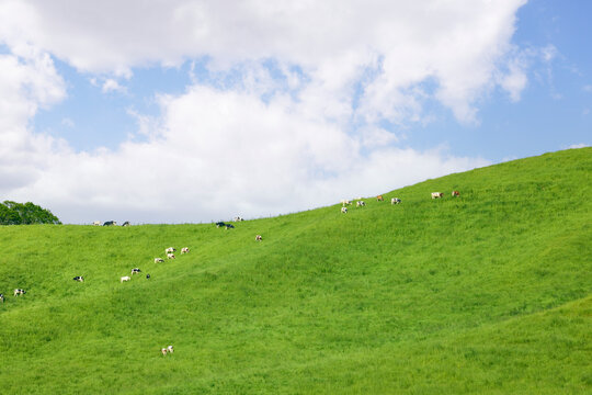 夏の北海道の広大な丘に広がる牛の放牧風景と青空　Dairy cows grazing on vast green hills under a blue sky in Hokkaido, Japan