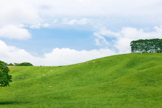 夏の北海道の広大な丘に広がる牛の放牧風景と青空　Dairy cows grazing on vast green hills under a blue sky in Hokkaido, Japan