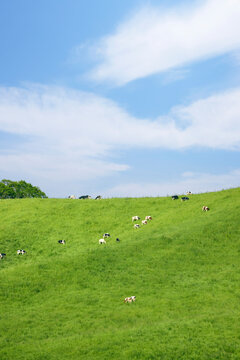 夏の北海道の広大な丘に広がる牛の放牧風景と青空　Dairy cows grazing on vast green hills under a blue sky in Hokkaido, Japan