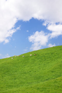 夏の北海道の広大な丘に広がる牛の放牧風景と青空　Dairy cows grazing on vast green hills under a blue sky in Hokkaido, Japan