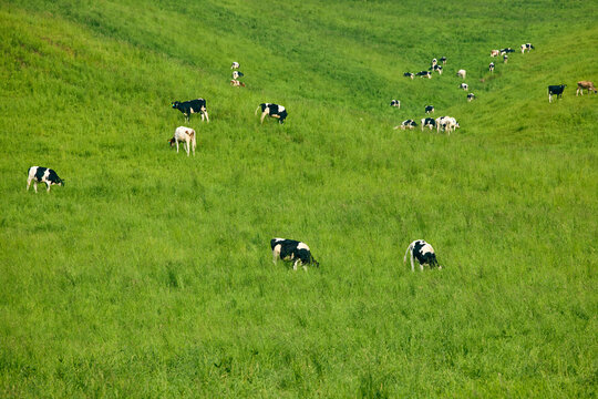 夏の北海道の広大な丘に広がる牛の放牧風景と青空　Dairy cows grazing on vast green hills under a blue sky in Hokkaido, Japan