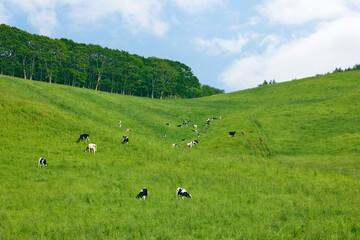 Obraz premium 夏の北海道の広大な丘に広がる牛の放牧風景と青空 Dairy cows grazing on vast green hills under a blue sky in Hokkaido, Japan