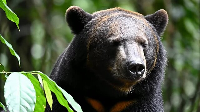 Close-Up Portrait of a Sun Bear Blinking in Its Natural Habitat Surrounded by Lush Green Foliage