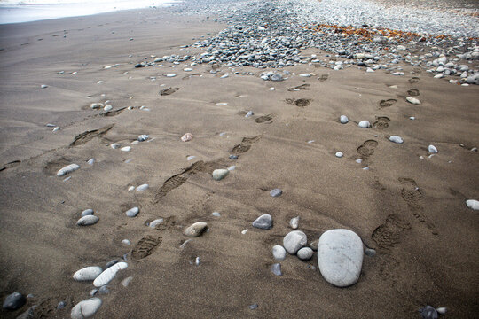 View of footprints in the dark sand and scattered smooth pebbles along the rugged shoreline of the Lost Coast Humboldt County, California, United States.