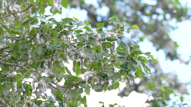 Fluffy poplar seeds flying in air at summer. Poplar fluff is dangerous because it is a major carrier of pollen, common cause of household fires, threat to eye health, cause of equipment malfunctions