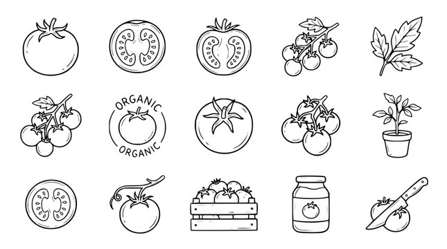 Fresh tomato agriculture line icon set featuring whole tomatoes sliced pieces cherry vines sauce jar crate and organic farming elements